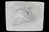 Crinoid (Cyathocrinus) Fossil - Crawfordsville, Indiana #99916-1